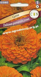 Cynia Daliowa pomarańczowa